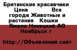 Британские красавчики › Цена ­ 35 000 - Все города Животные и растения » Кошки   . Ямало-Ненецкий АО,Ноябрьск г.